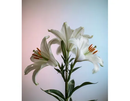 spedizioni fiori Messina