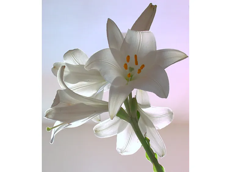 spedizioni fiori Messina