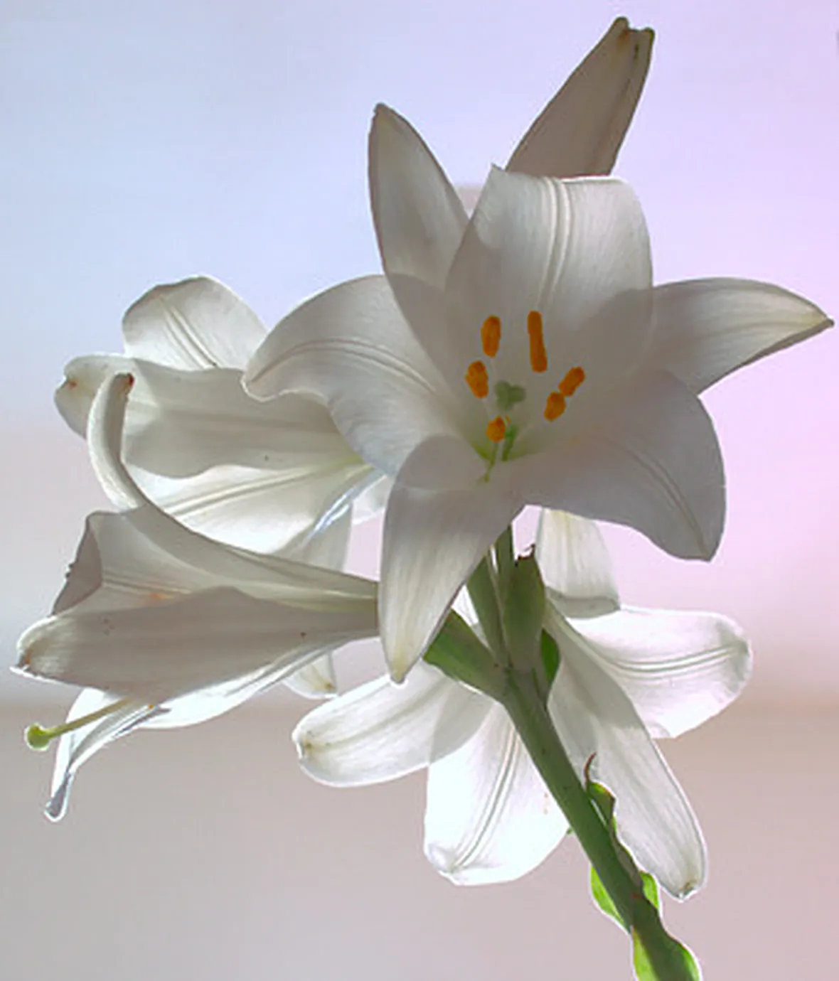 spedizioni fiori Messina