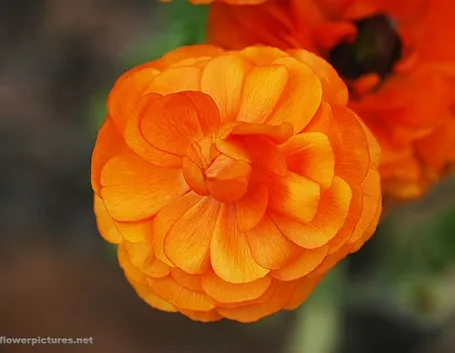 spedizioni fiori Palermo