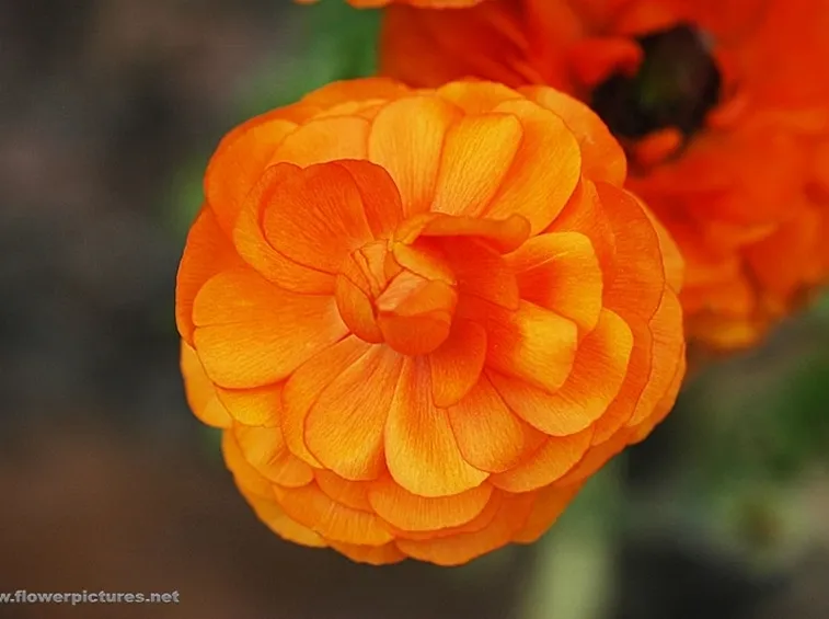 spedizioni fiori Palermo