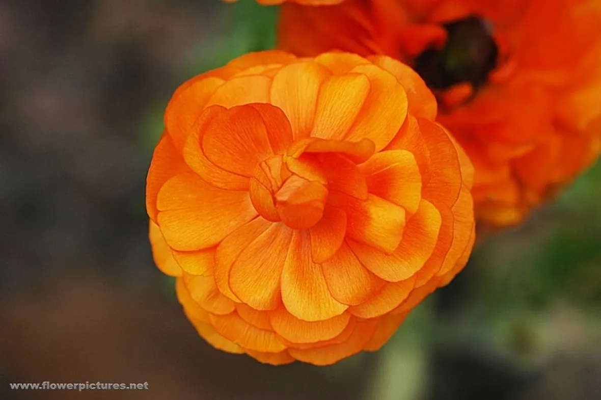 spedizioni fiori Palermo