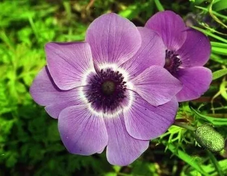 spedizioni fiori Parma
