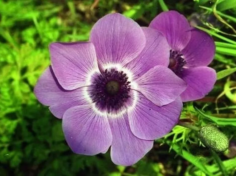 spedizioni fiori Parma