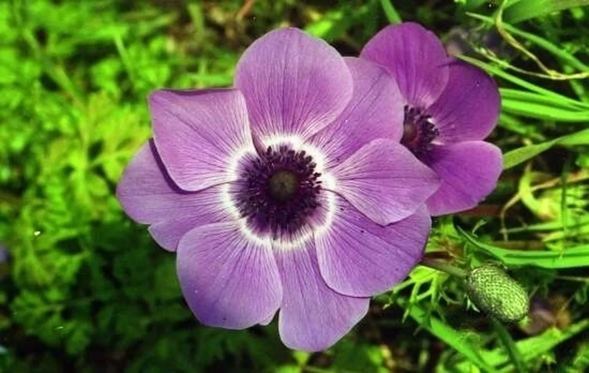 spedizioni fiori Parma