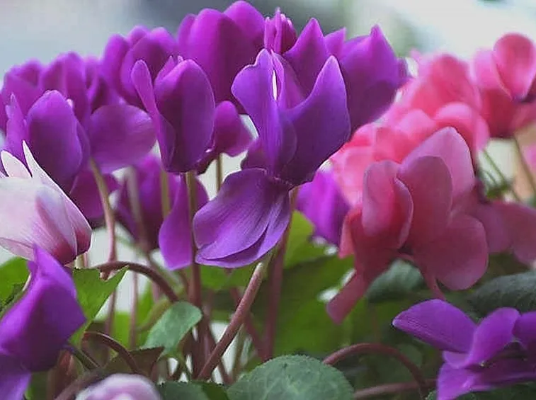 spedizioni fiori Prato