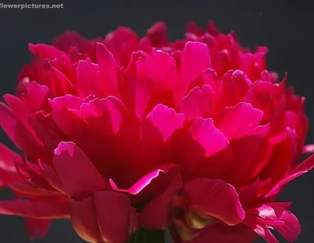spedizioni fiori Roma