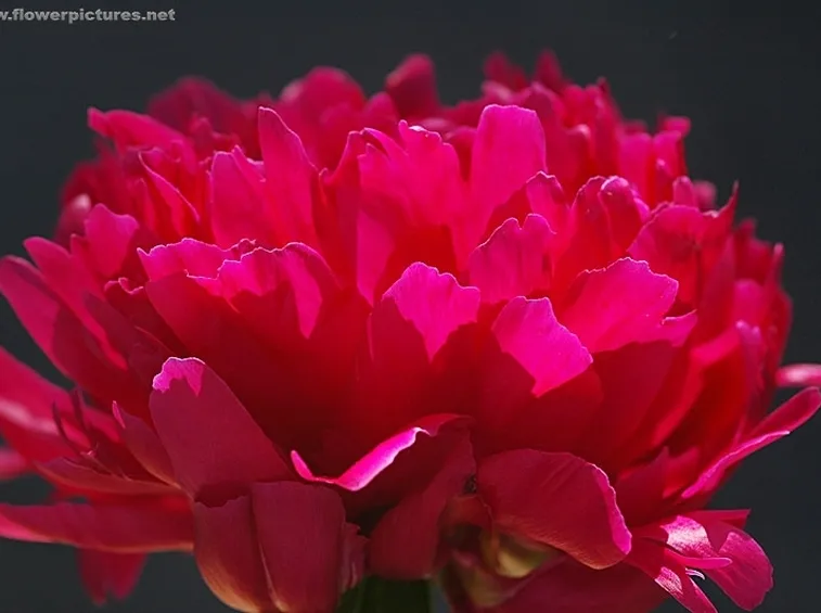 spedizioni fiori Roma