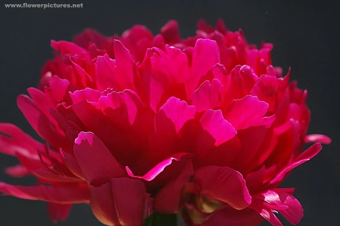 spedizioni fiori Roma