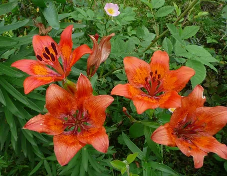 spedizioni fiori Taranto