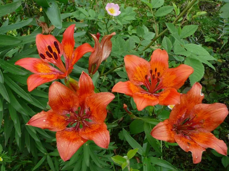spedizioni fiori Taranto