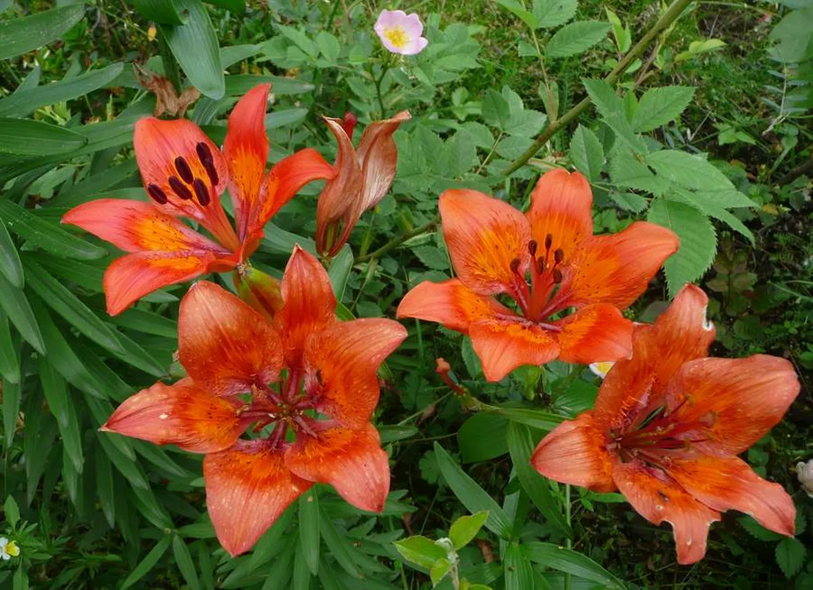 spedizioni fiori Taranto