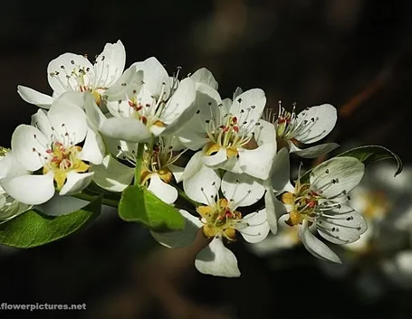 spedizioni fiori Torino