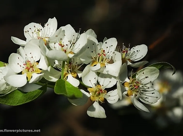 spedizioni fiori Torino