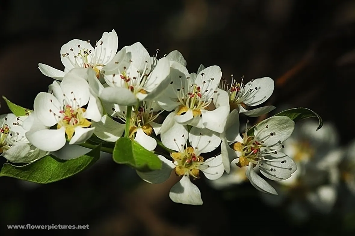 spedizioni fiori Torino