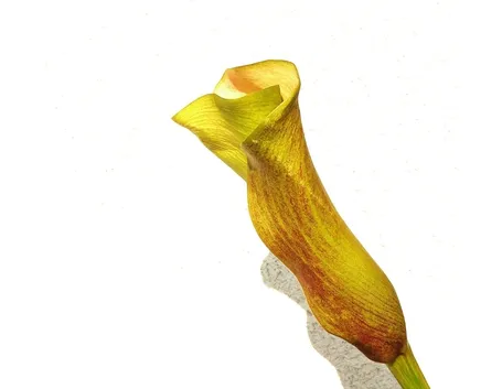 Verona fiori