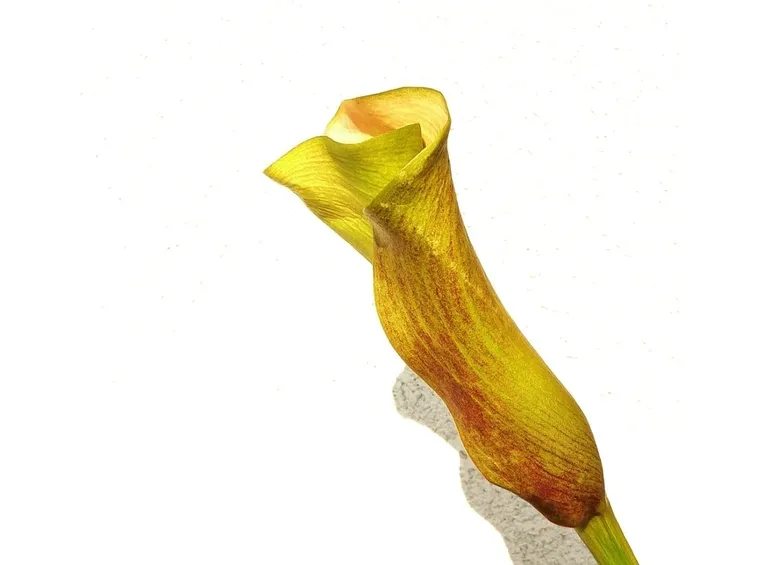 Verona fiori