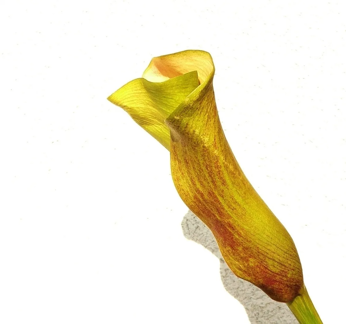 Verona fiori