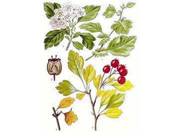 erbe medicinali-5