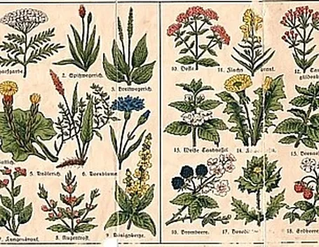 erbe medicinali-6
