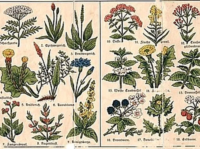 erbe medicinali-6