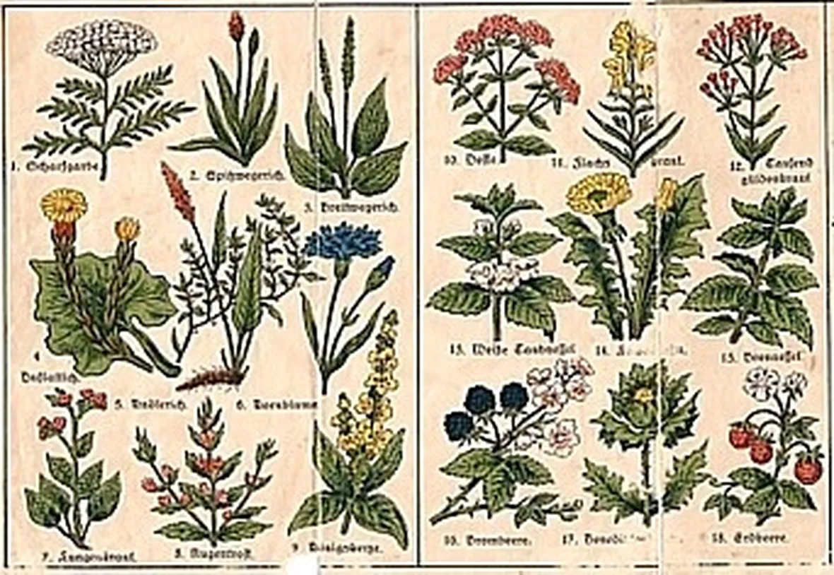 erbe medicinali-6