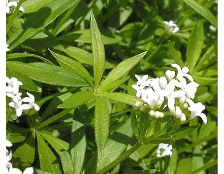 erbe medicinali-8