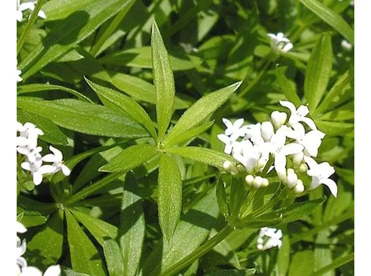 erbe medicinali-8
