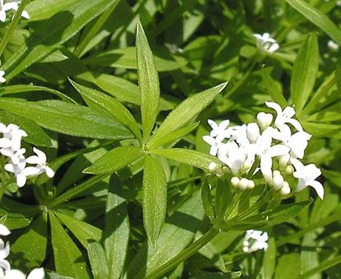 erbe medicinali-8