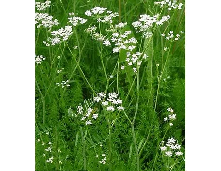 erbe medicinali-9