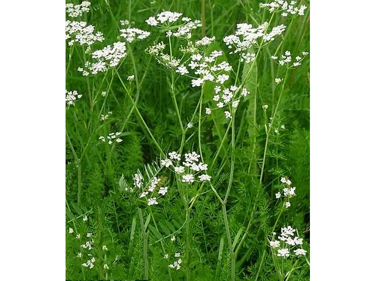 erbe medicinali-9