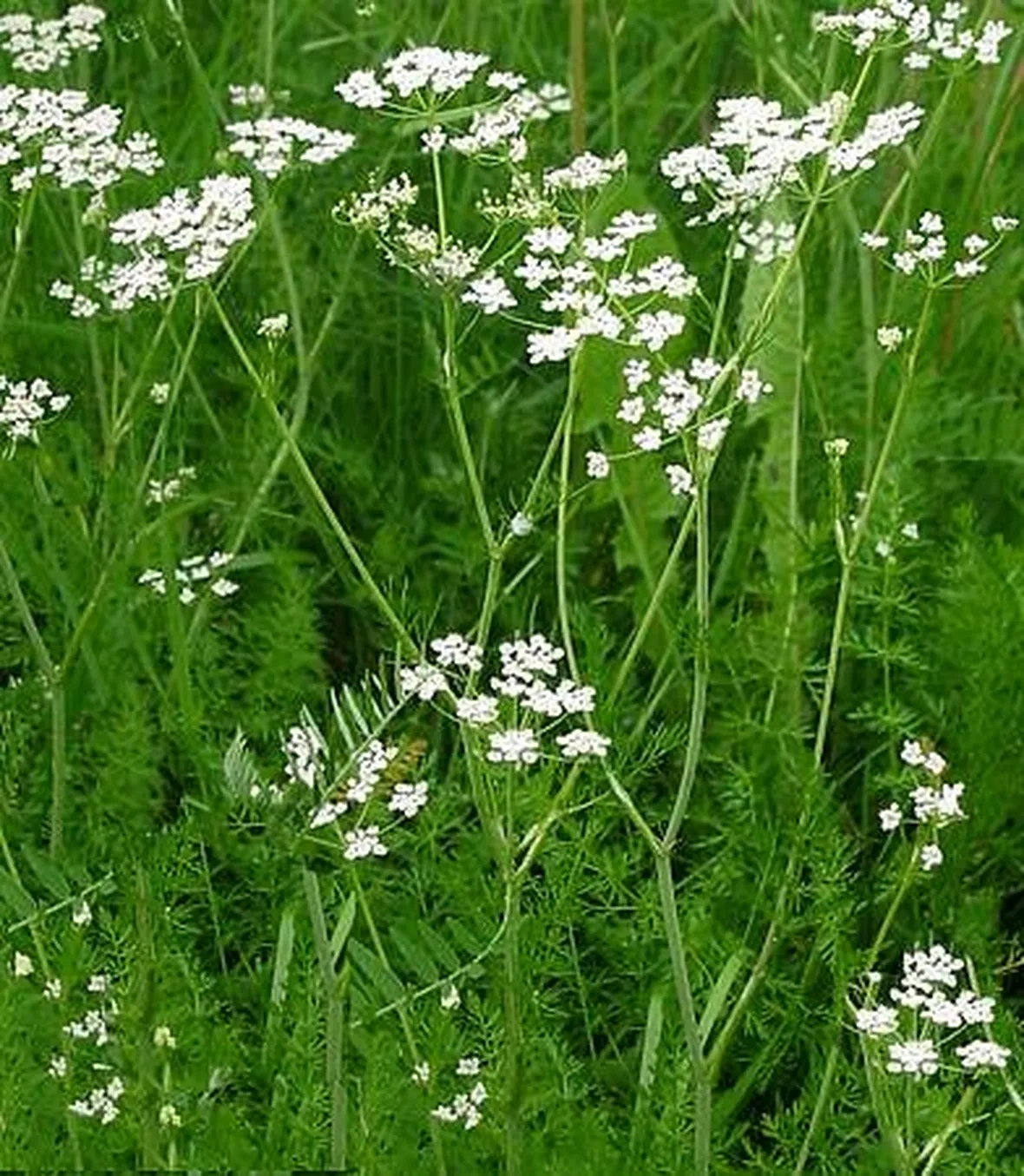 erbe medicinali-9