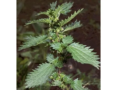 Foglie carciofo (piante medicinali) 