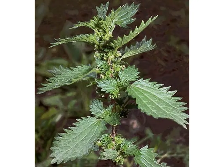 Foglie carciofo (piante medicinali) 