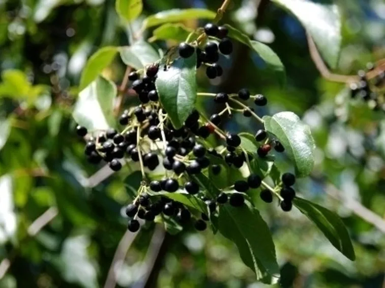 piante medicinali-3