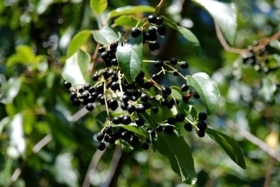 piante medicinali-3