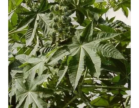 piante medicinali-7