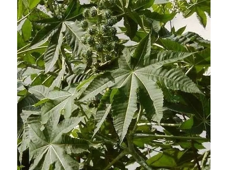 piante medicinali-7