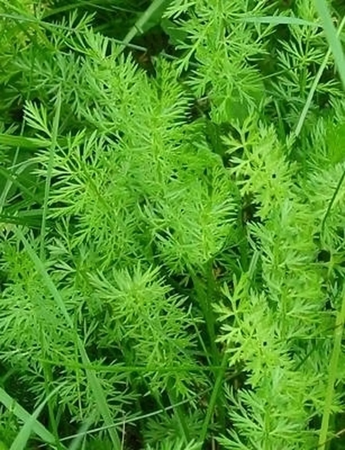 piante medicinali-8
