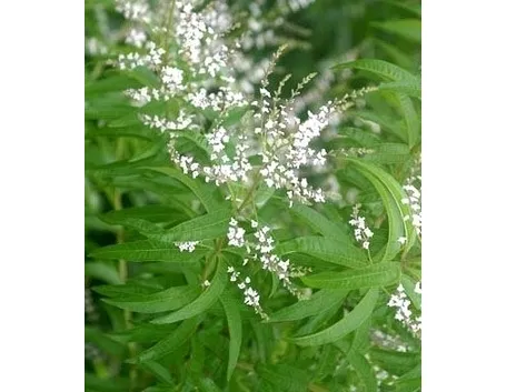 piante medicinali-9