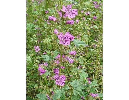 piante medicinali