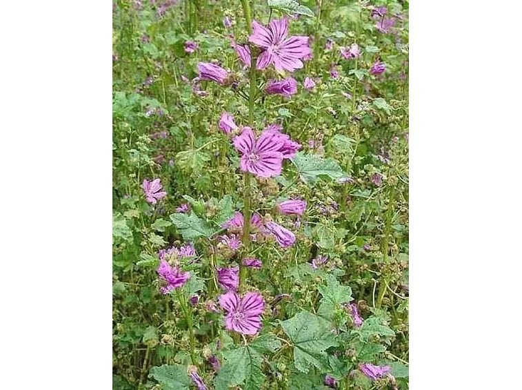 piante medicinali