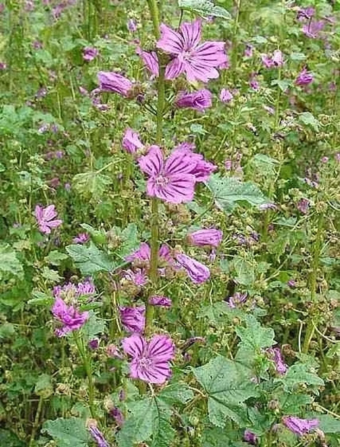 piante medicinali