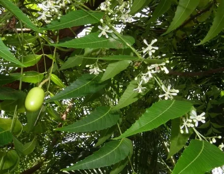 Dall’ Azadirachta indica si ottiene l’olio di neem