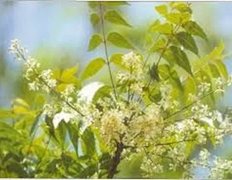 Effetti collaterali dell’olio di neem ed uso improprio