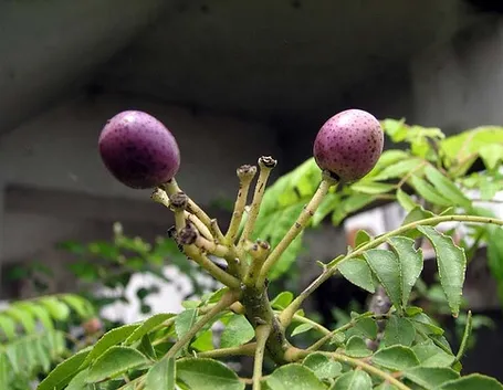 L’olio di neem in erboristeria