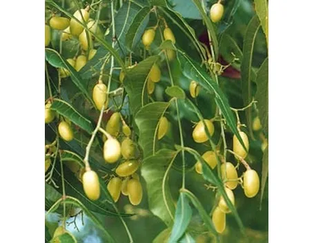 L’uso dell’olio di neem come insetticida naturale