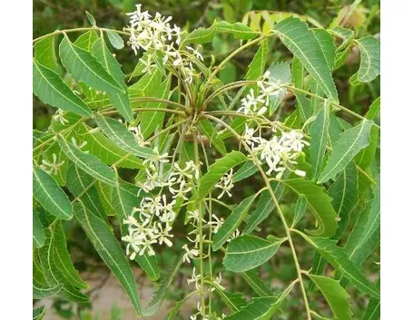 olio di neem-6