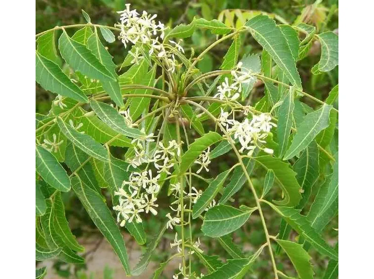 olio di neem-6