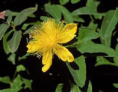 olio iperico-8